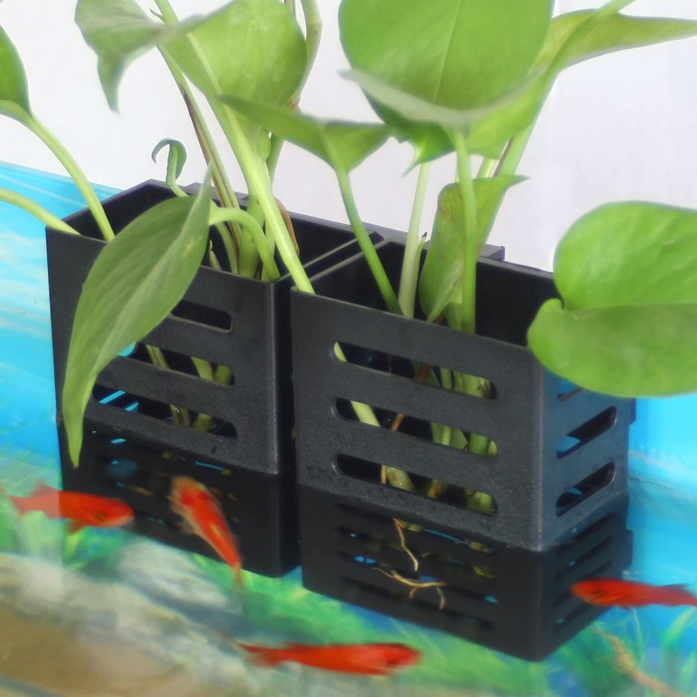 Emersed Plants Aquarium - Hydroponic Aquarium Glass Plant Holder Water